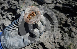 Ammonite - fossil mollusk.